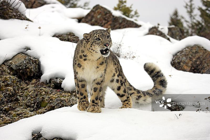 成年雪豹（Uncia uncia）在觅食，雪地，圈养，蒙大拿州，美国，北美图片素材