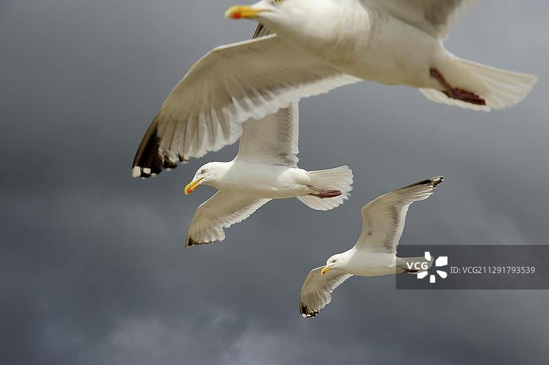 荷兰海牙斯海弗宁恩海滩上的海鸥图片素材