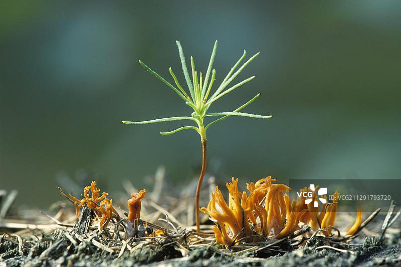德国图林根的苏格兰松树和黄鹿角菌幼苗图片素材