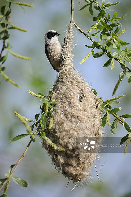 德国图林根欧洲的攀雀及其巢穴图片素材