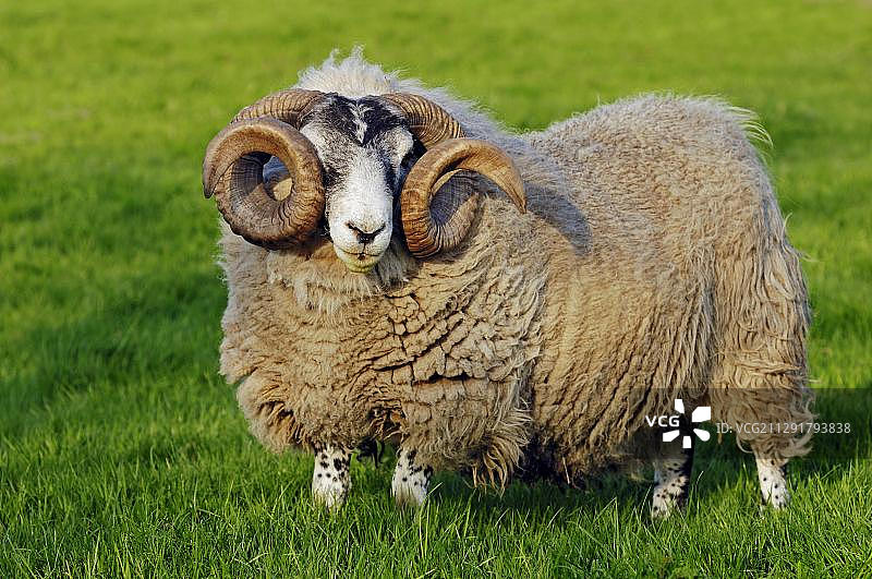 雄性苏格兰黑脸绵羊，家养绵羊图片素材