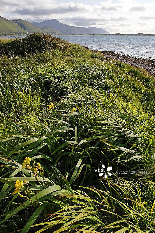 爱尔兰凯里郡罗斯贝半岛格伦比海滩图片素材