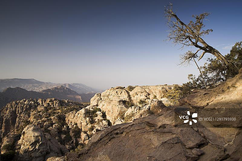 斜向生长的树，约旦达纳自然保护区，中东，亚洲图片素材