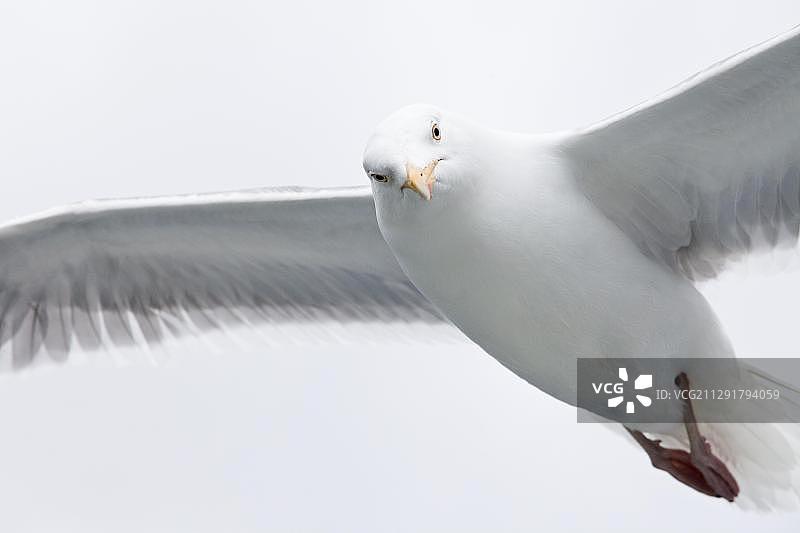 飞行中的海鸥，挪威罗弗敦群岛Raftsund图片素材