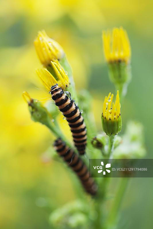 银斑草蛾毛虫在英国萨默塞特郡城市花园中以普通豚草为食图片素材