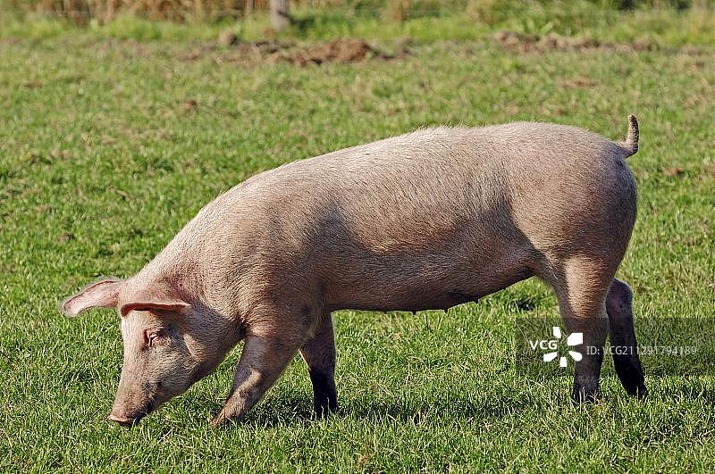 家猪（家猪，散养）图片素材