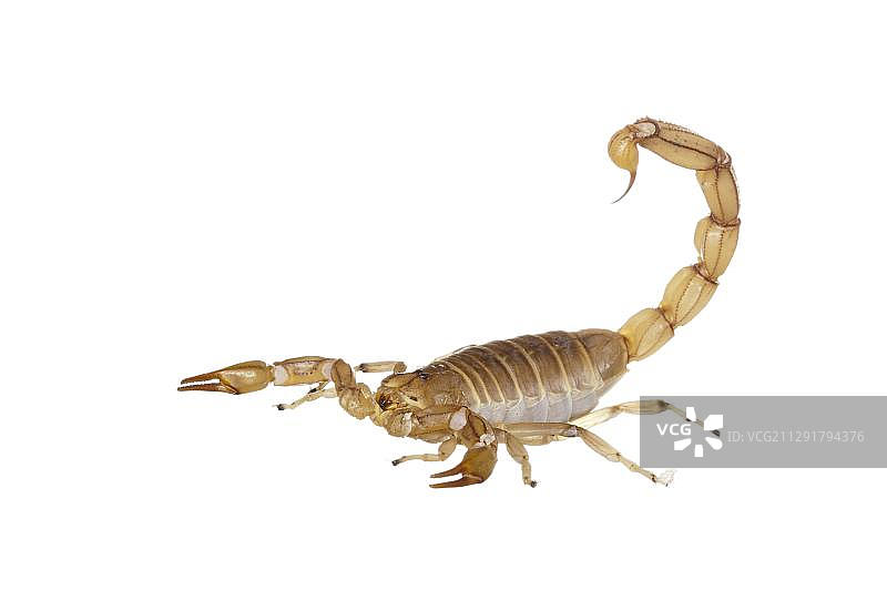 普通黄蝎图片素材