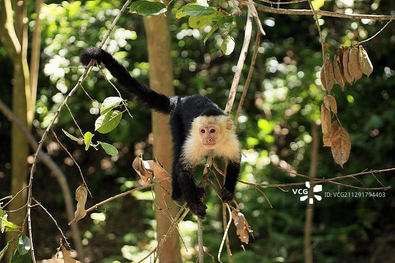 白面卷尾猴，雄性，在树上，罗阿坦，洪都拉斯，加勒比海，中美洲，拉丁美洲图片素材