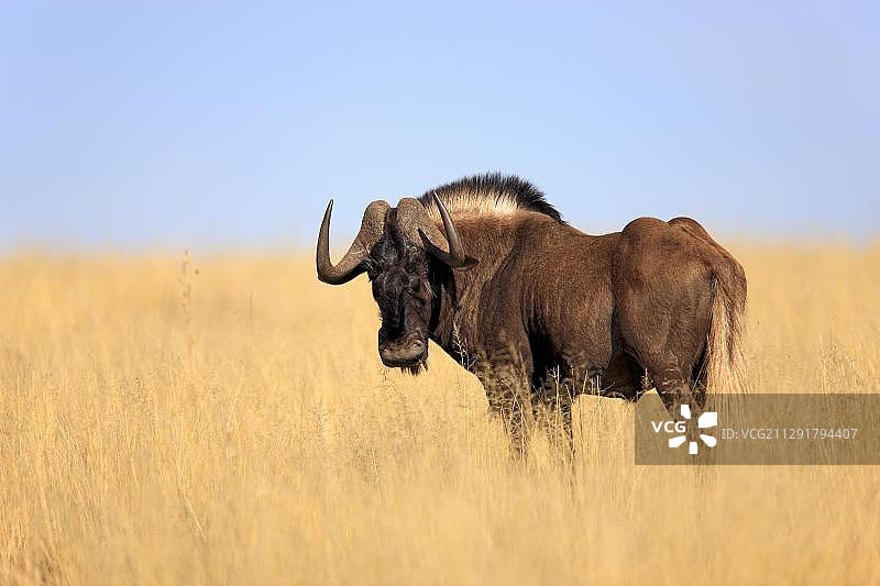 黑色角马或白尾牛羚（Connochaetes gnou），成年，山斑马国家公园，南非，非洲图片素材