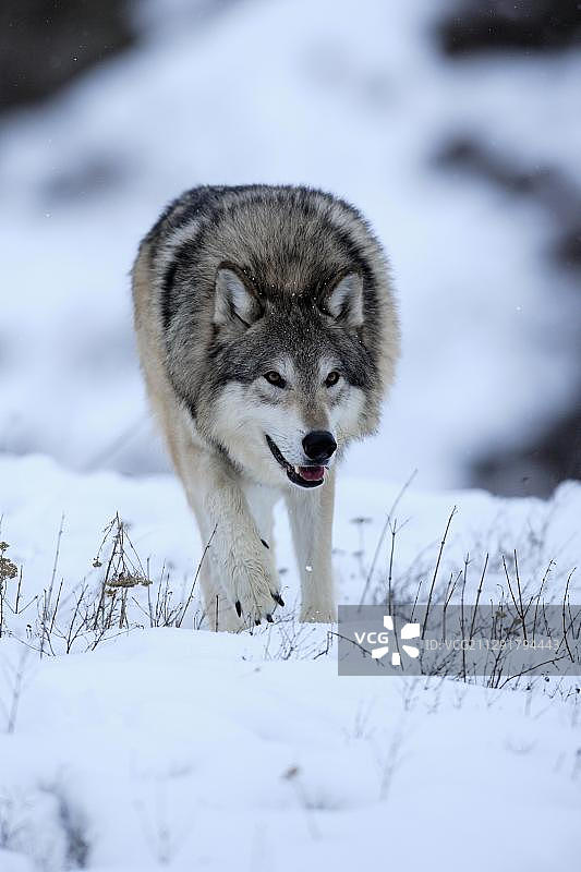 冬季在雪地里觅食的狼，美国蒙大拿州图片素材