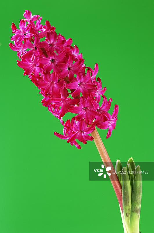 红色风信子花朵图片素材