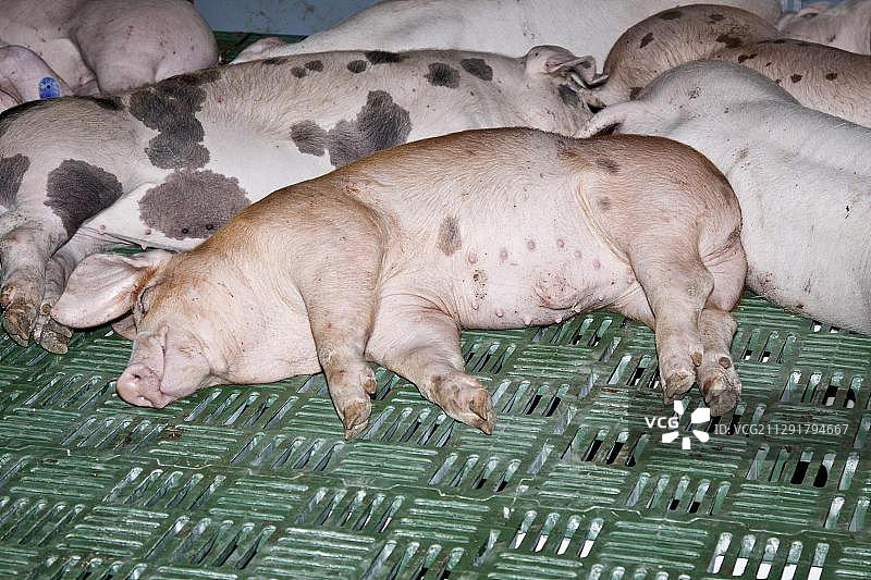 睡在塑料网格上的家猪，绿色周，贸易展览会，柏林，德国，欧洲图片素材