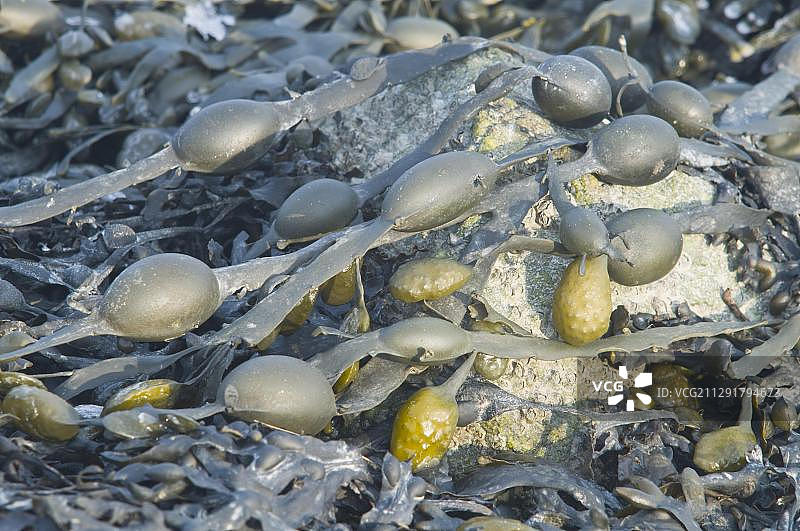 墨角藻，下萨克森州朗格奥格岛，德国，欧洲图片素材