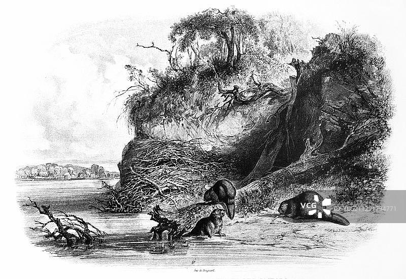 密苏里河上的海狸洞穴,来自《北美内陆游记》,1832-1834年,作者:维德的马克西米利安王子,插图:卡尔·博德默,科布伦茨,1839年图片素材