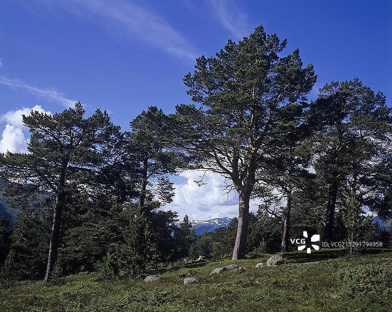 挪威奥兰峡湾上方的松树风景图片素材