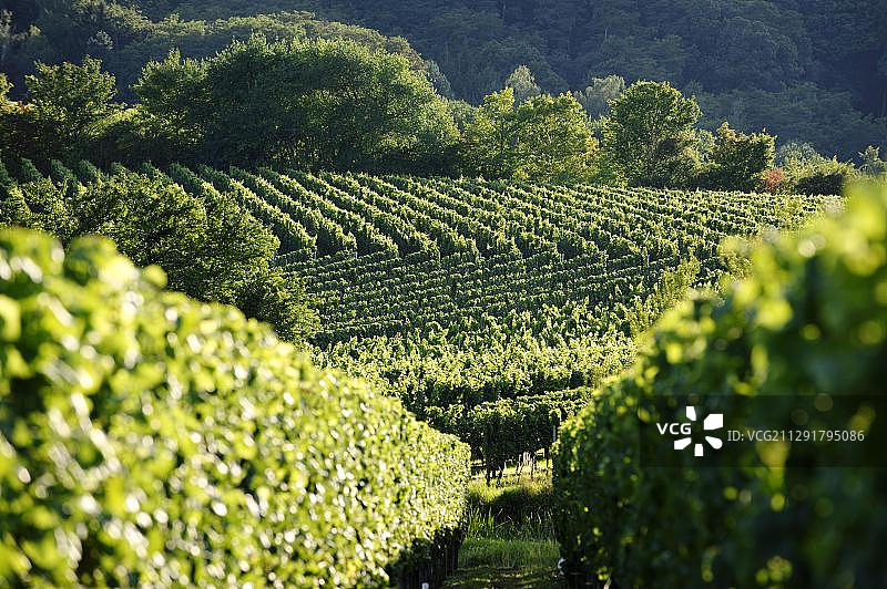 德国巴特迪尔克海姆葡萄园图片素材