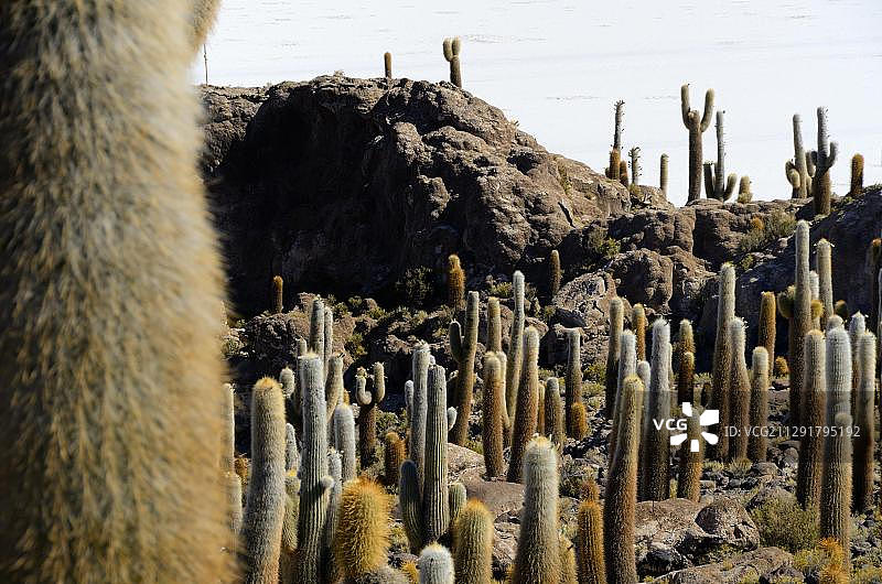 乌尤尼盐湖的柱状仙人掌，玻利维亚，南美洲图片素材