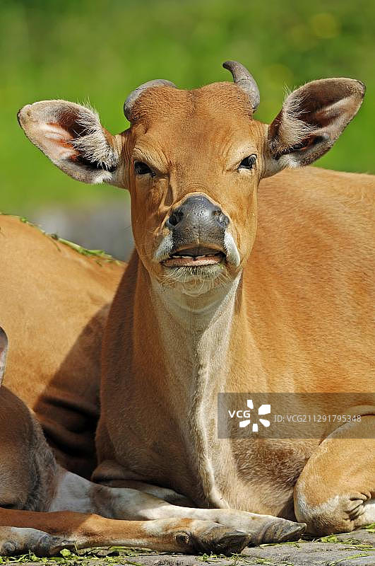 爪哇野牛，亚洲物种，捷克共和国，欧洲图片素材