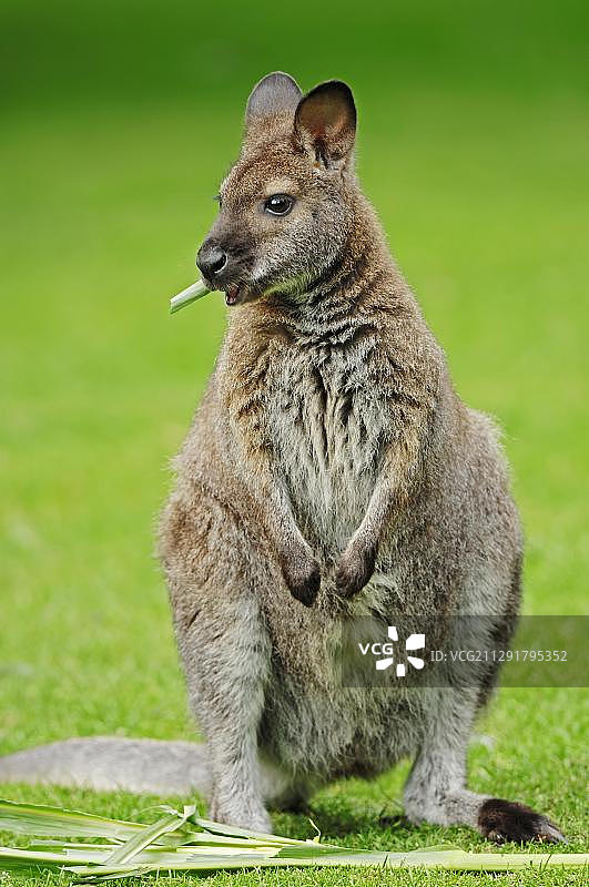 红颈袋鼠图片素材