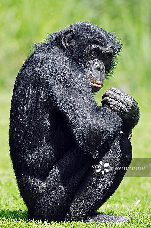 倭黑猩猩，圈养，美国佛罗里达州图片素材