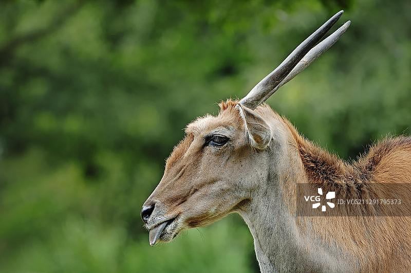 雄性普通大羚羊，吐舌头，非洲物种，人工饲养，捷克共和国，欧洲图片素材