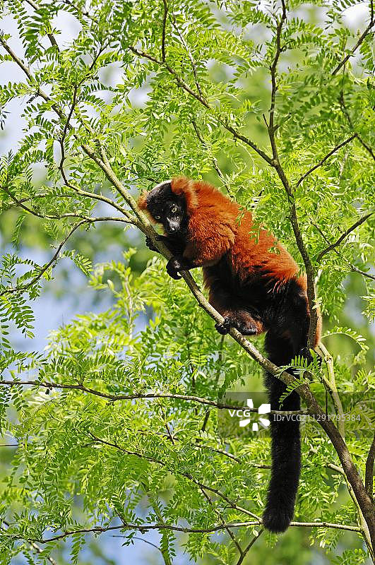 红领狐猴图片素材