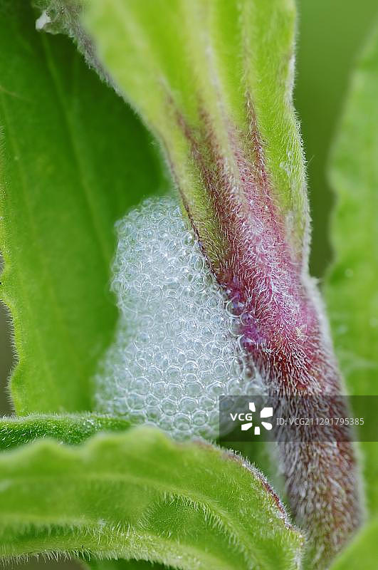 沫蝉及其泡沫巢，德国北莱茵-威斯特法伦州图片素材