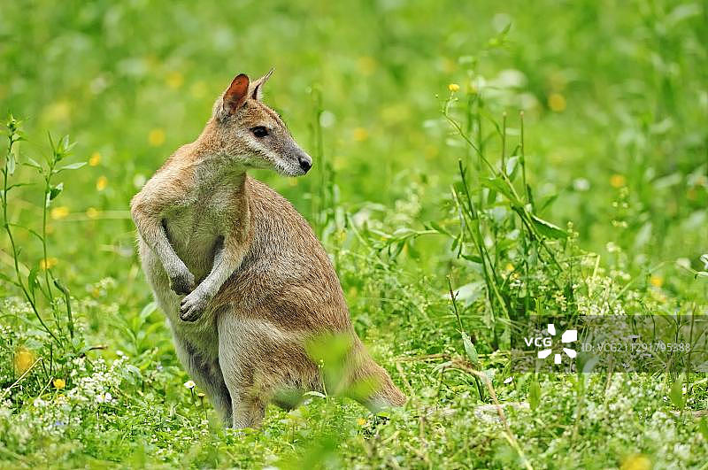 敏捷小袋鼠，圈养于荷兰图片素材