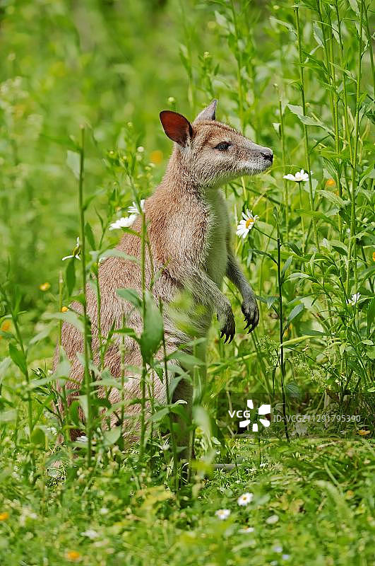 敏捷小袋鼠，圈养于荷兰图片素材