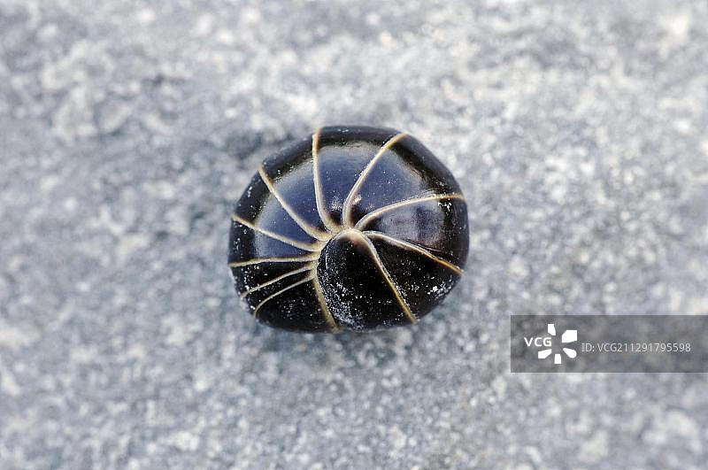 球鼠妇，蜷缩防御，德国北莱茵-威斯特法伦图片素材