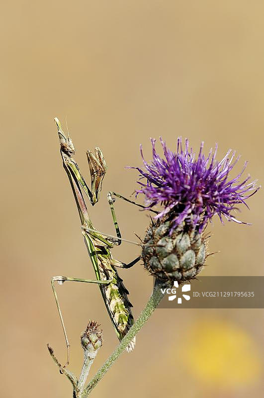 矛头螳螂，法国普罗旺斯图片素材