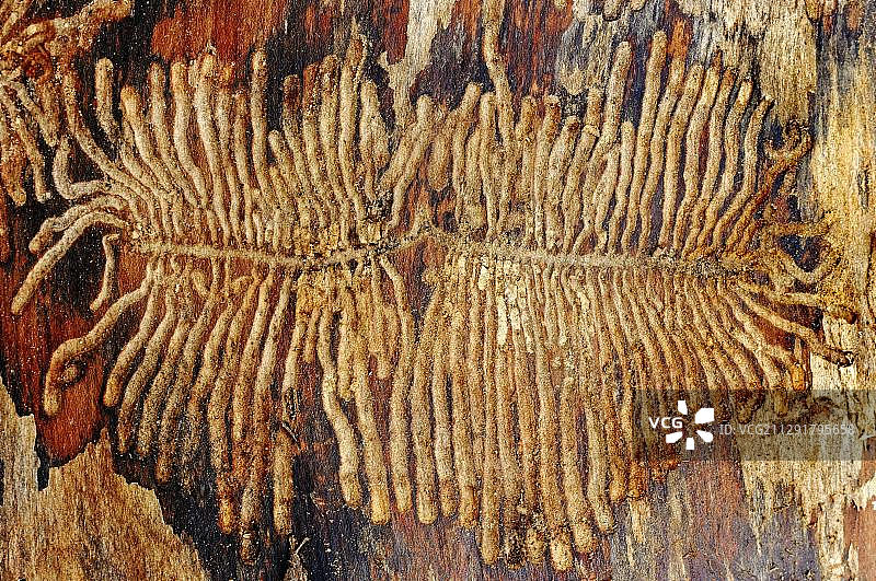 欧洲云杉树皮甲虫（Ips typographus），云杉树皮下的幼虫取食痕迹，北莱茵-威斯特法伦州，德国，欧洲图片素材