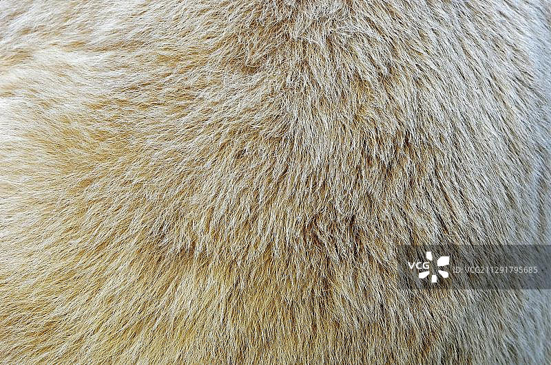圈养的叙利亚棕熊（Ursus arctos syriacus），毛皮细节，德国，欧洲图片素材