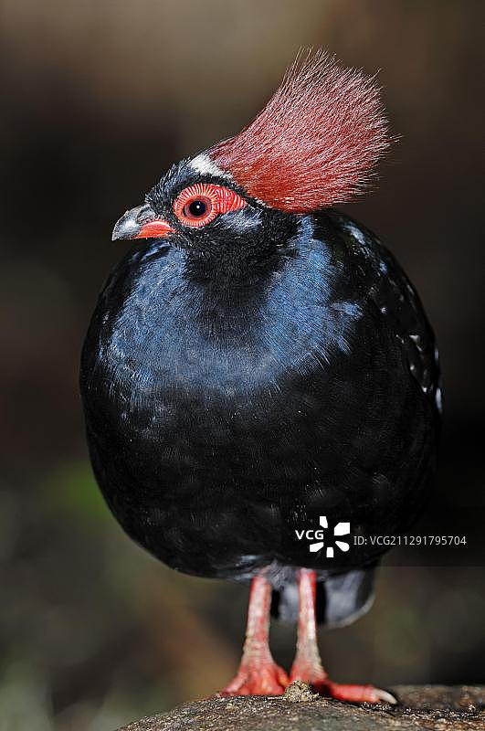 亚洲凤冠雉图片素材