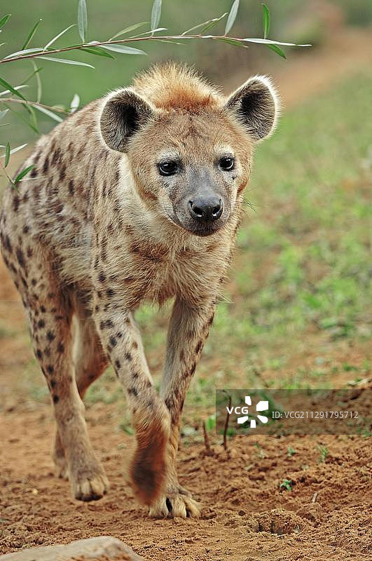 非洲斑鬣狗，在捷克共和国人工饲养图片素材