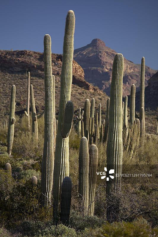 美国亚利桑那州管风琴仙人掌国家纪念碑的巨柱仙人掌图片素材