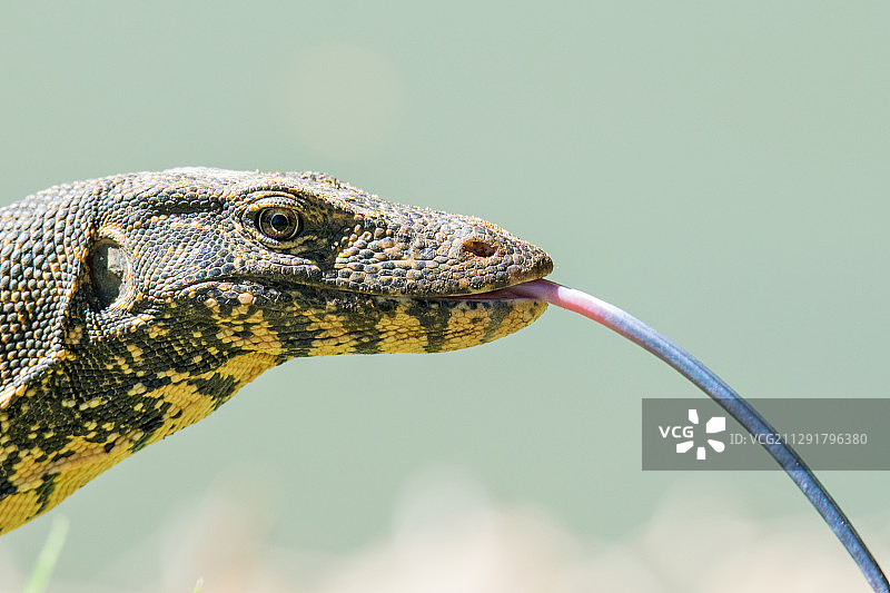 吐舌头的蜥蜴特写图片素材