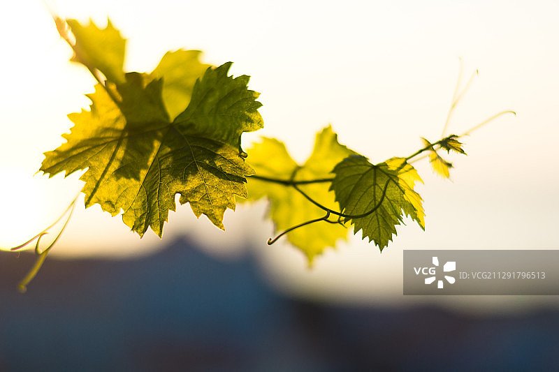 葡萄牙里斯本的葡萄叶特写图片素材