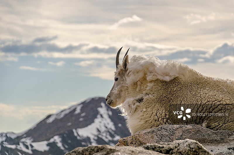 山羊（Oreamnos Americanus）特写图片素材