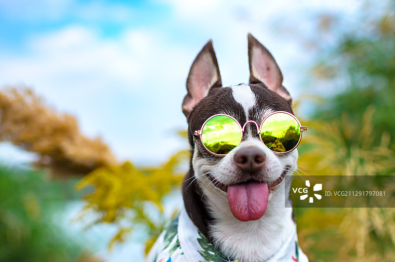 戴太阳镜的夏季吉娃娃图片素材