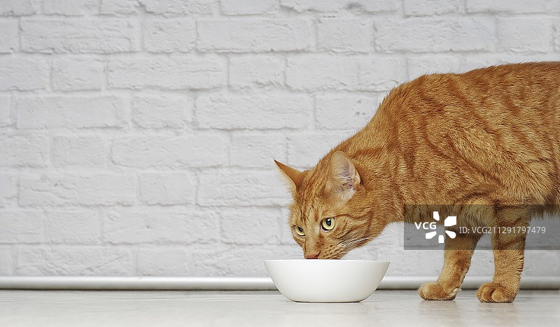 姜黄色猫正在吃东西图片素材