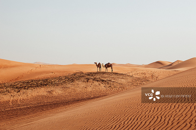 两只骆驼在阿拉伯联合酋长国沙迦的阿拉伯沙漠中旅行图片素材