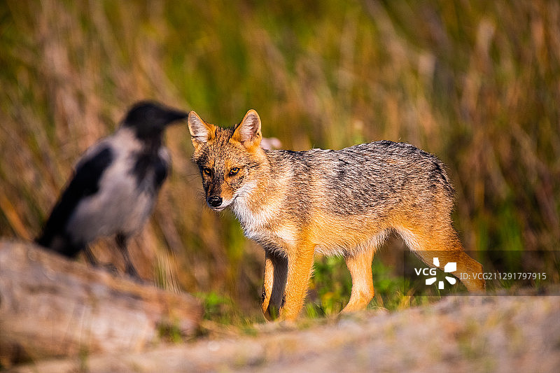 hunting，罗马尼亚图片素材