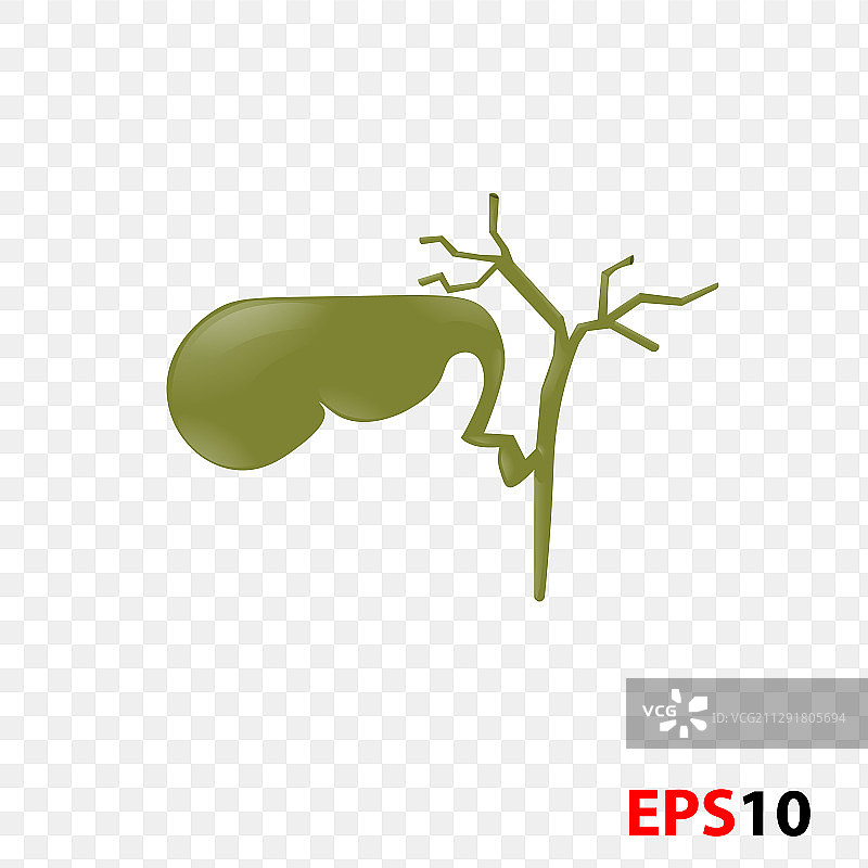 人体内部胆囊解剖结构图片素材