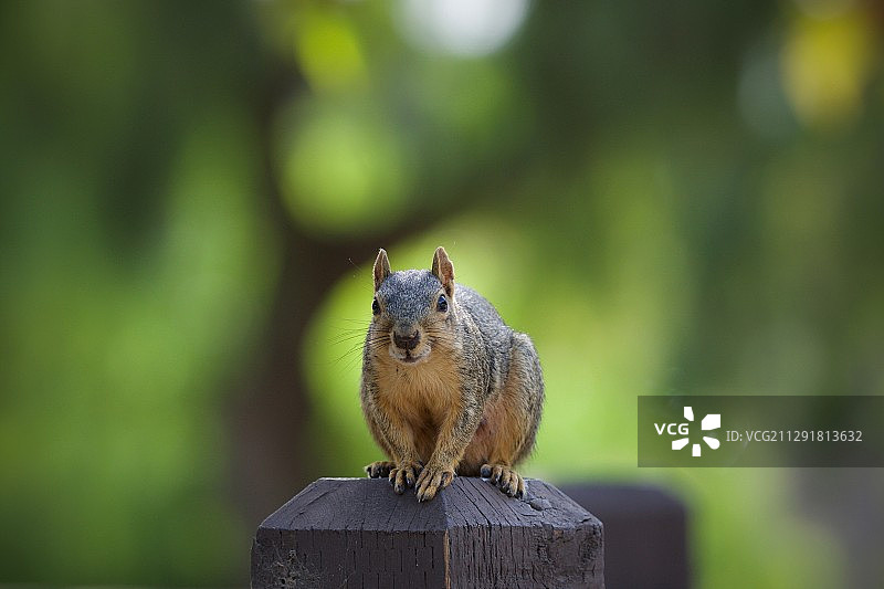 松鼠正面照图片素材
