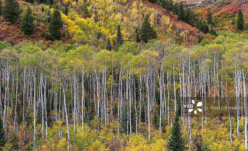 科罗拉多州阿斯彭山丘森林景观图片素材
