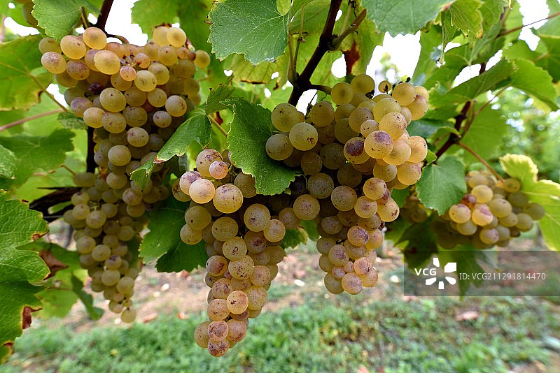 法国蒙巴齐亚克悬挂在树枝上的葡萄图片素材