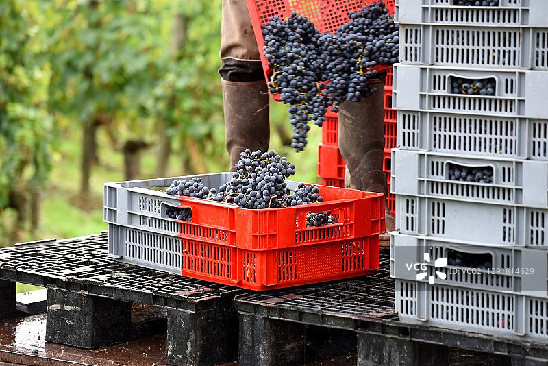 法国圣埃米利翁的盒装葡萄特写图片素材