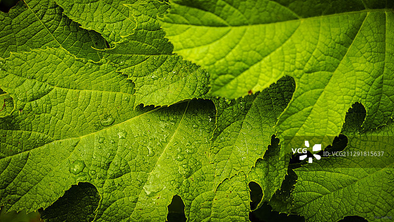 绿色葡萄叶特写图片素材