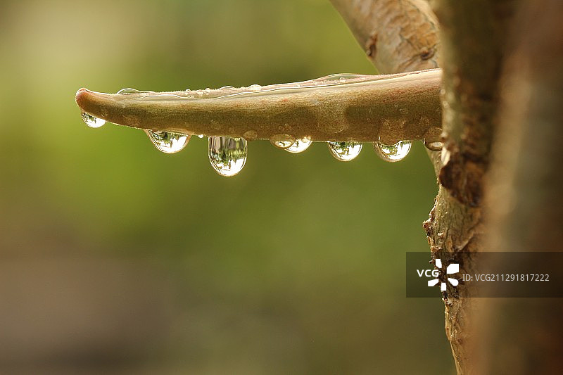沙漠玫瑰豆荚上的水滴图片素材